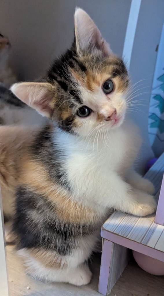 Gorgeous familg raised kittens for sale 💕