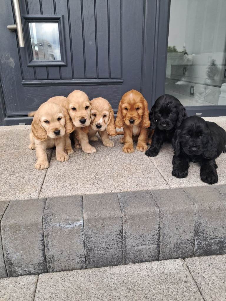 Cocker spaniel puppies 