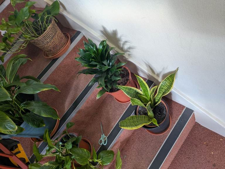 image for House. Plants for sale