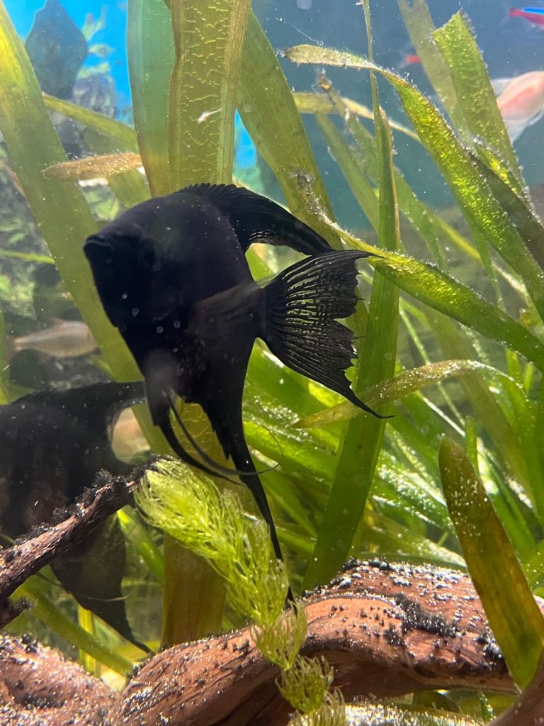 Black longfin ghost pinoy angelfish pair. 