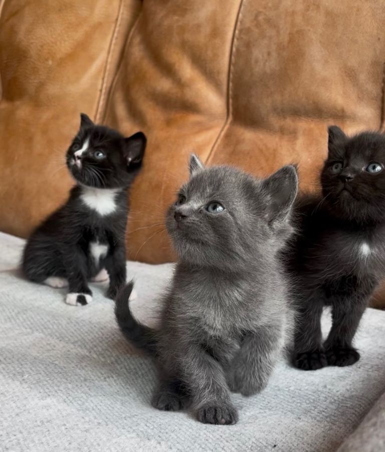 Three Adorable Kittens Looking for Their Forever Homes