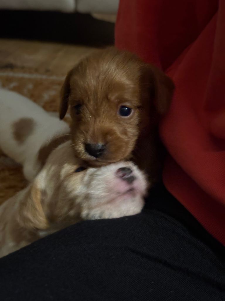 Three girl Cava jacks puppies available 