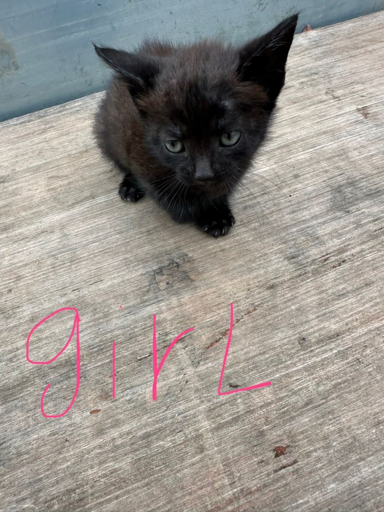 7 beautiful kittens