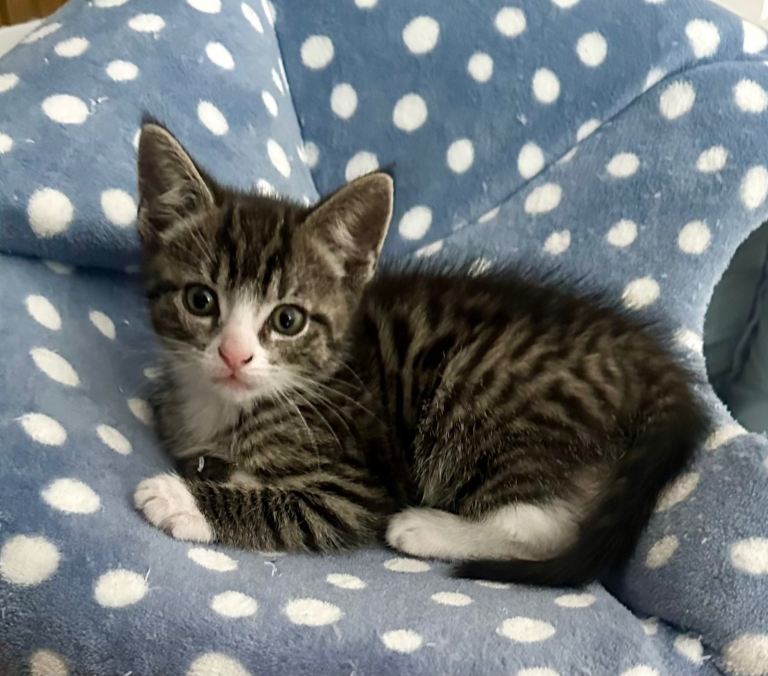 2 month old tabby kitten litter trained