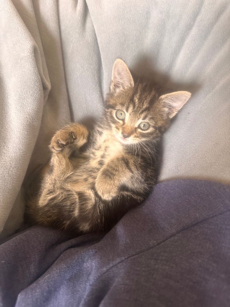 Female cat 