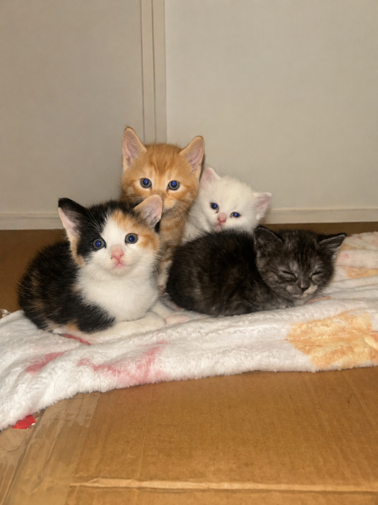 Persian kittens x 