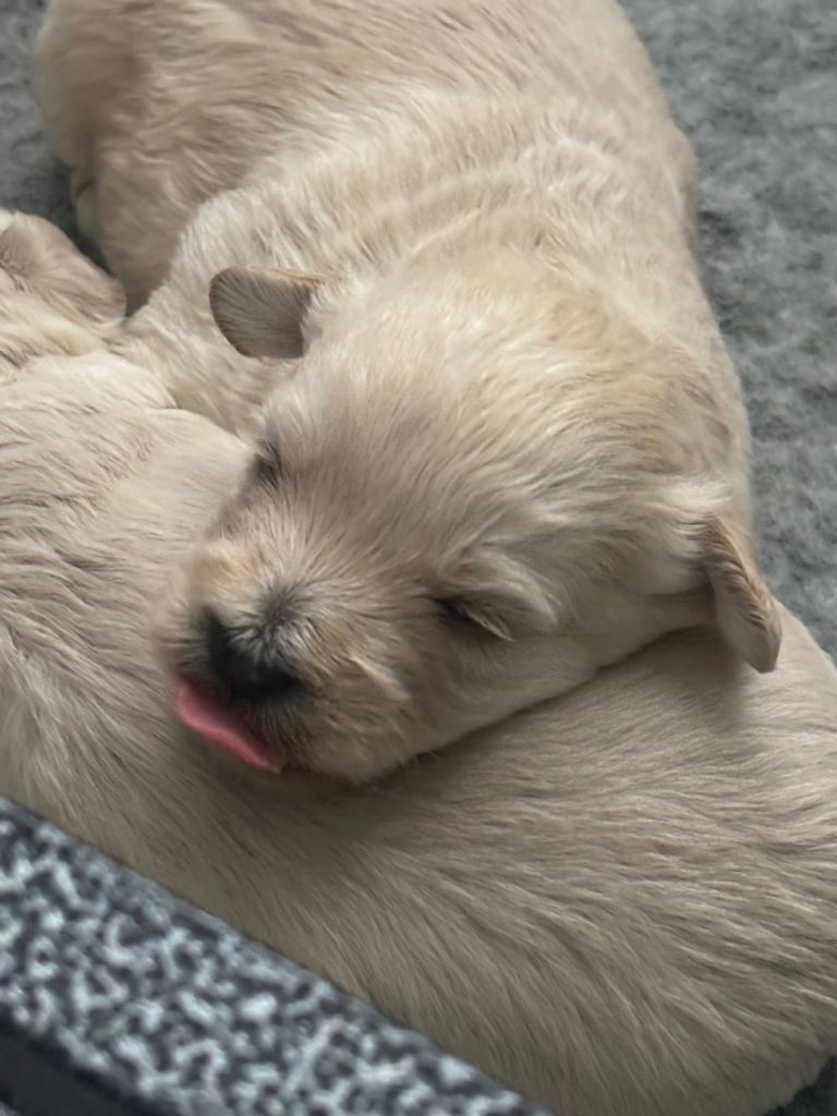 Westiepoo pups 