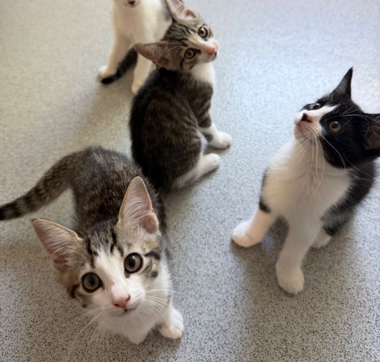 🐾 Beautiful 8-Week-Old Domestic Short Hair Kittens 🐾