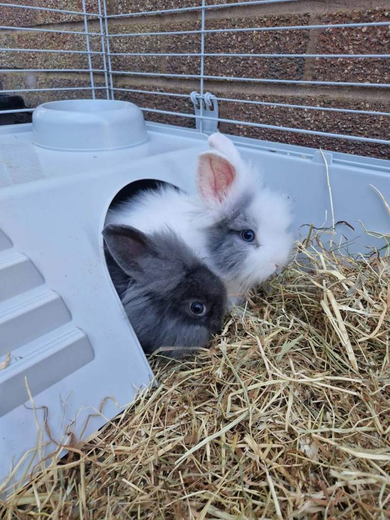 2 lion-headed rabbits