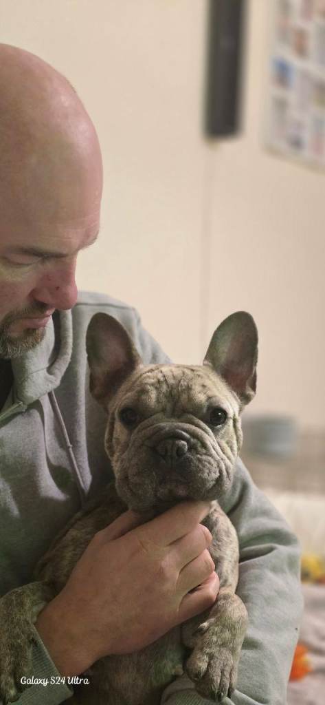 French Bulldog BigRope 