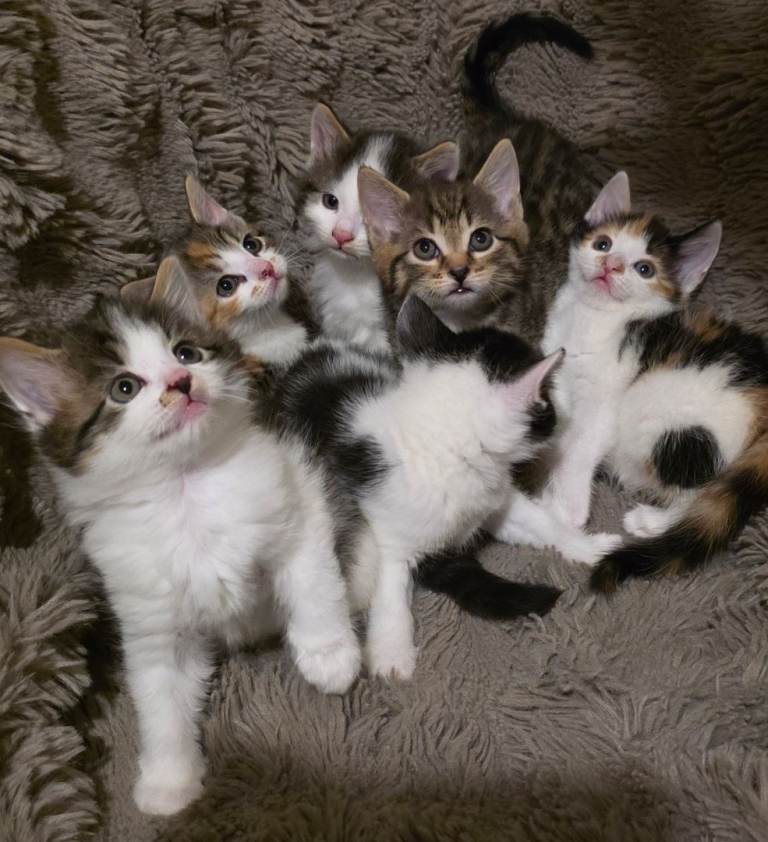 Beautiful kittens 😸 