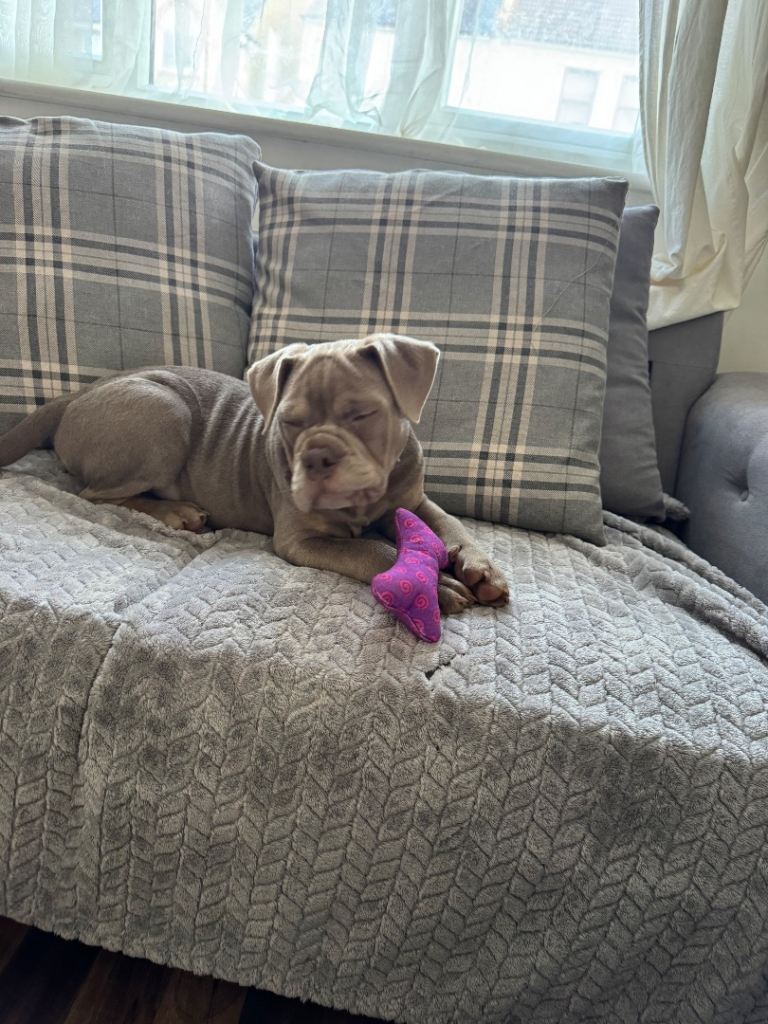 Olde English bulldog 17weeks