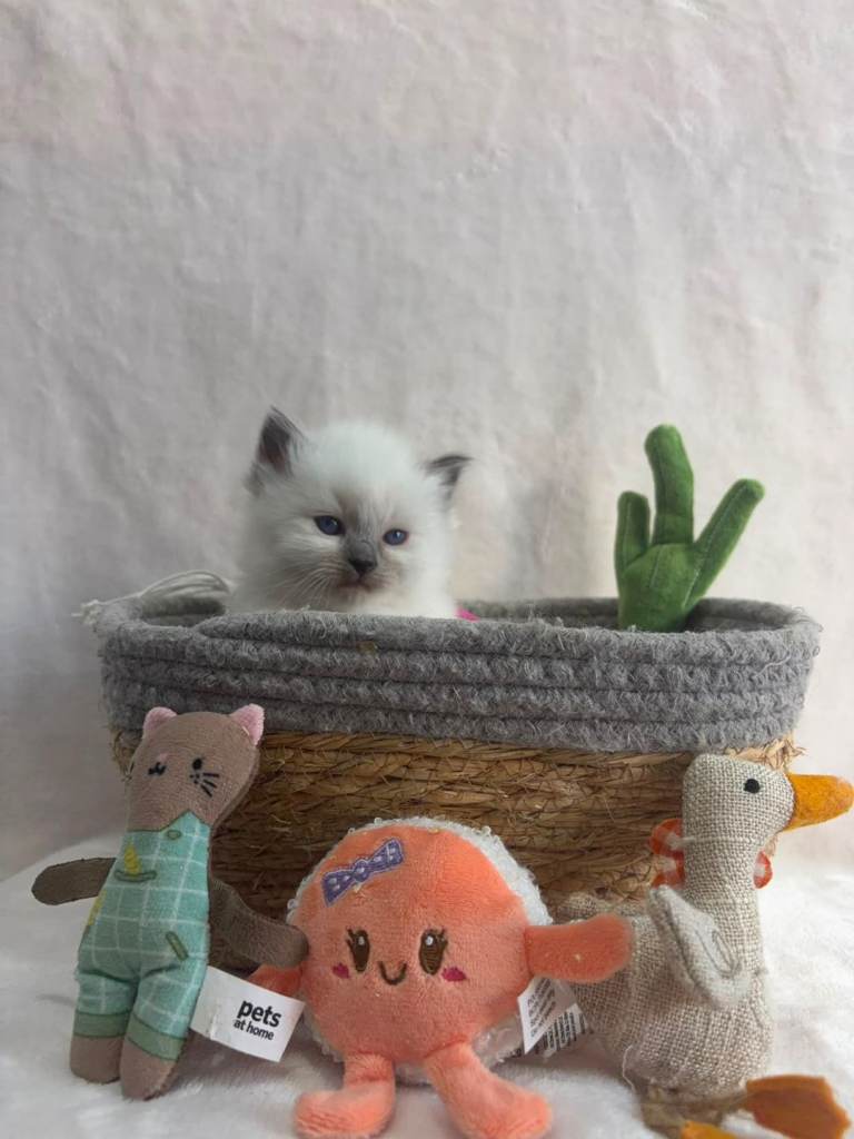 Beautiful Ragdoll Kittens Looking for Forever Home