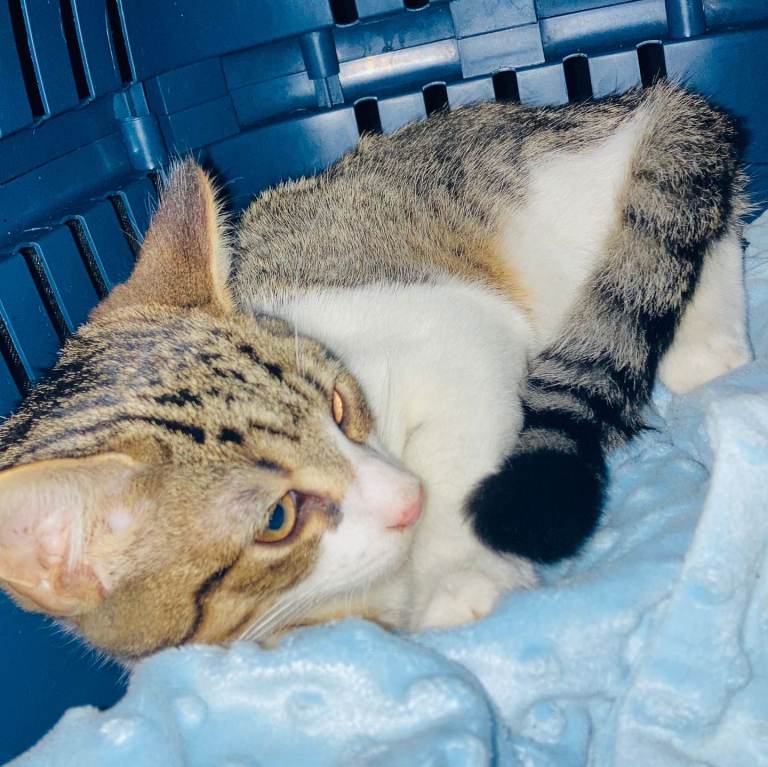 A lovely litter of Ragdoll x Bengal kittens ready for forever new homes