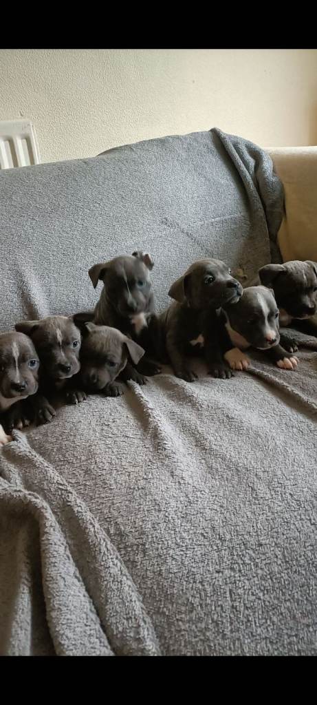 Blue staffy pups for sale in northern Ireland 