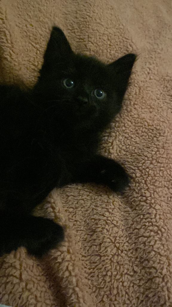 Black female kitten 