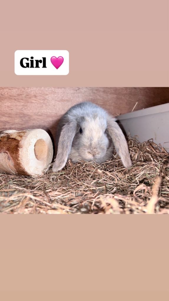 Baby Lop Ear Rabbits 