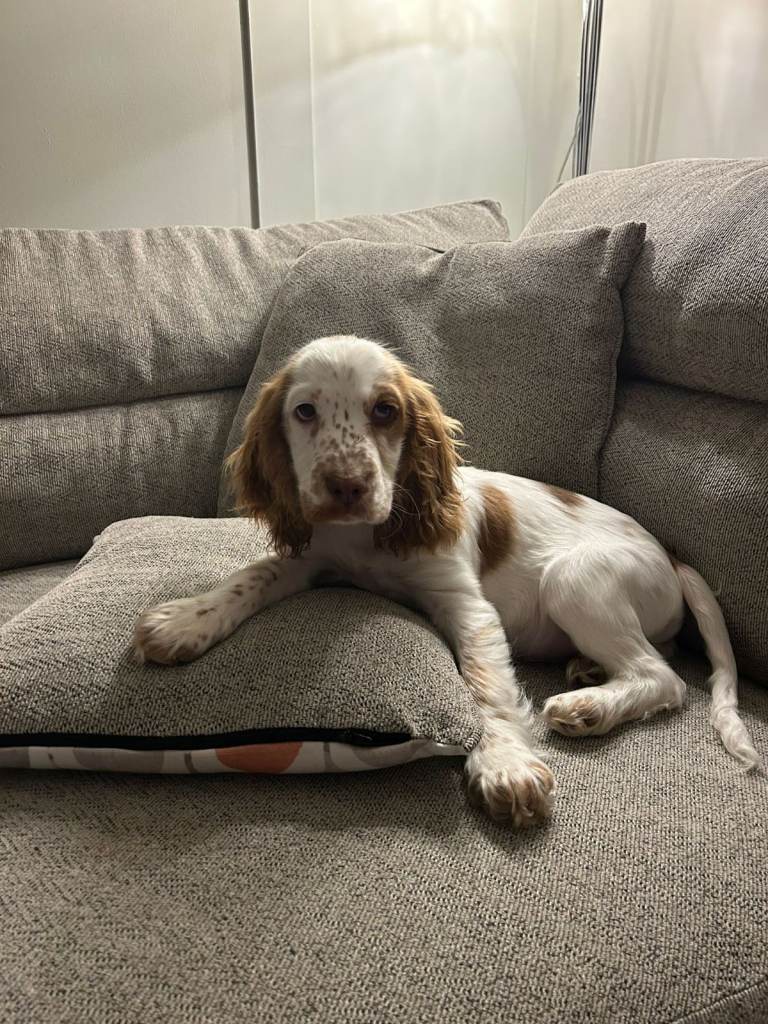 Loving 14 week old cocker spaniel for sale