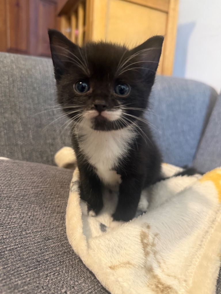 Kittens for sale 