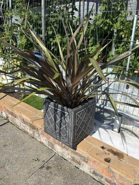4 x Established plants for a garden, 