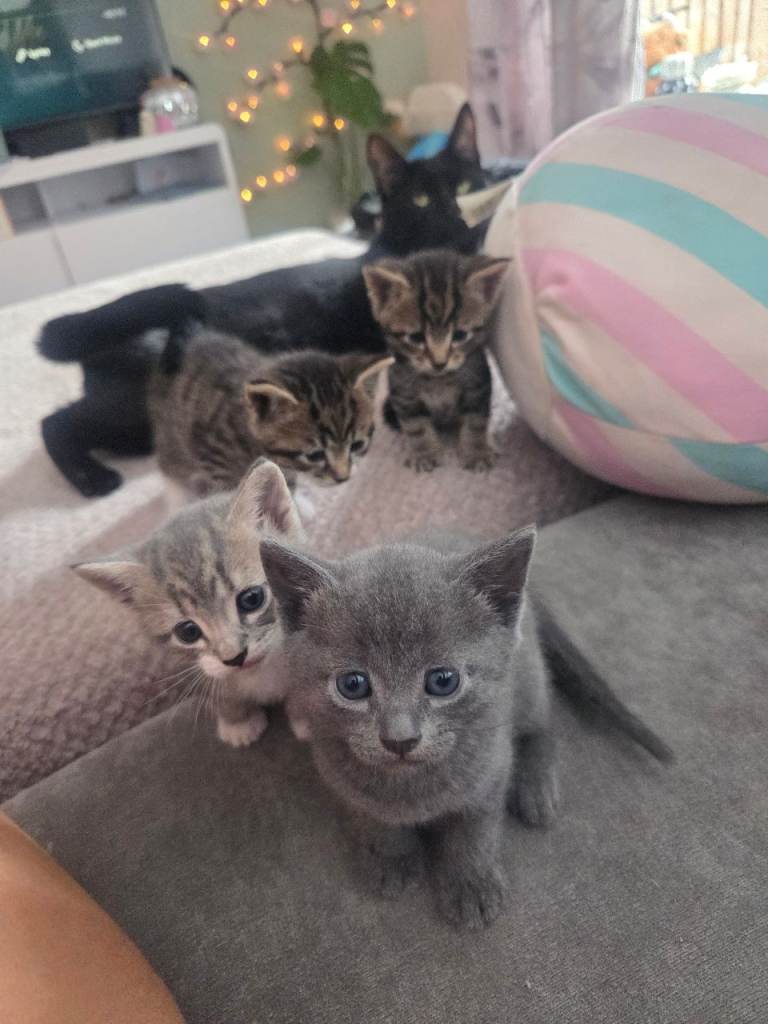 3 Beautiful kittens left 