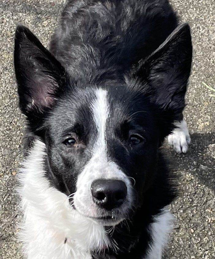 Border Collie 10 month old bitch