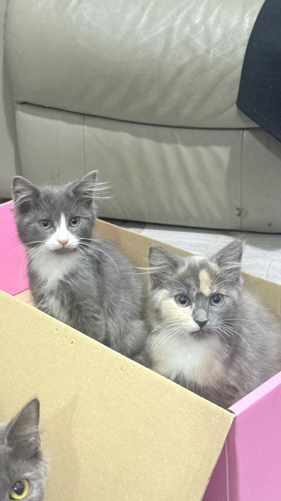 Two kittens looking for a home (bsh/blh)