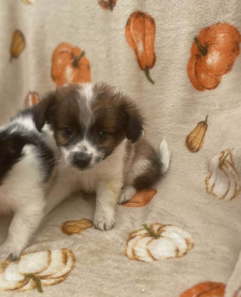 Pomsky puppys for sale