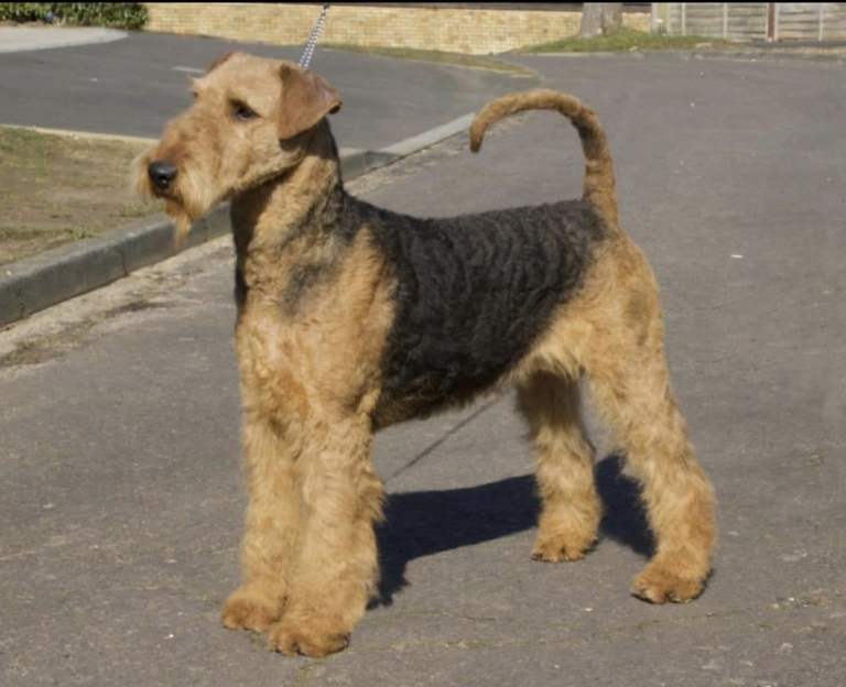 Gorgeous Airedale Litter!