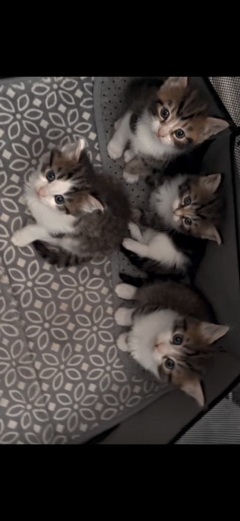 4 kittens for sale ready now 