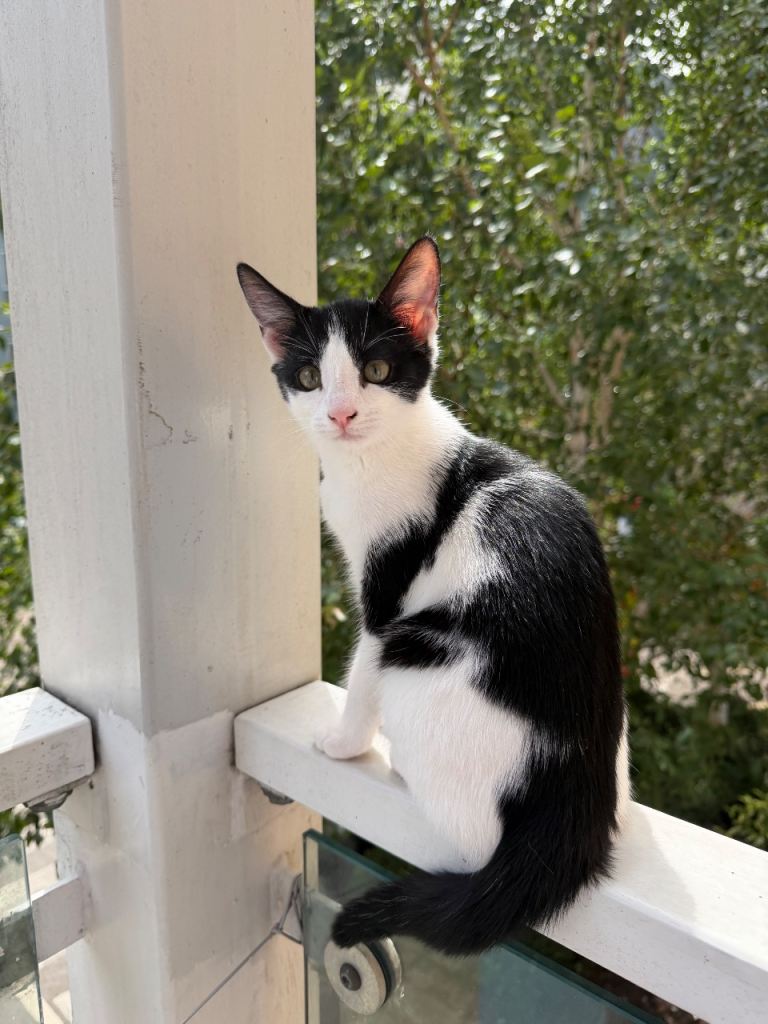 Female kitten 3 months 