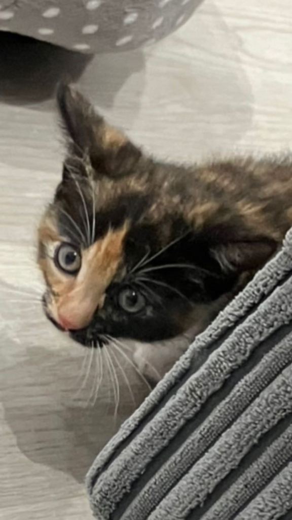 12 week old female kitten 