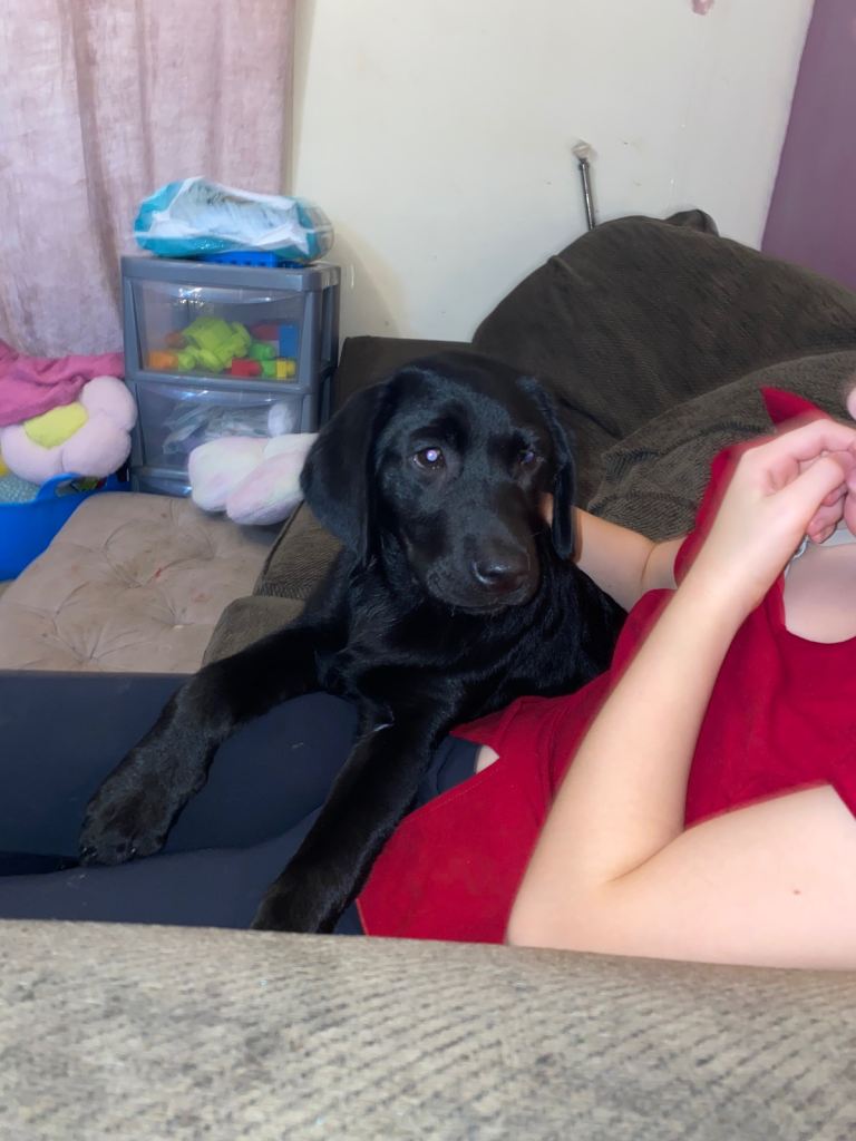 6 month old female kc reg Labrador 