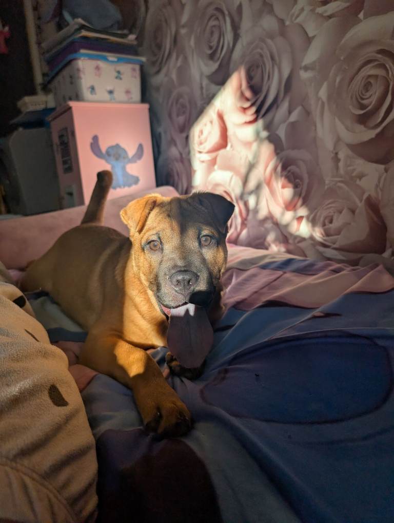 Last of the litter of 6 pups left 1 female shar pei