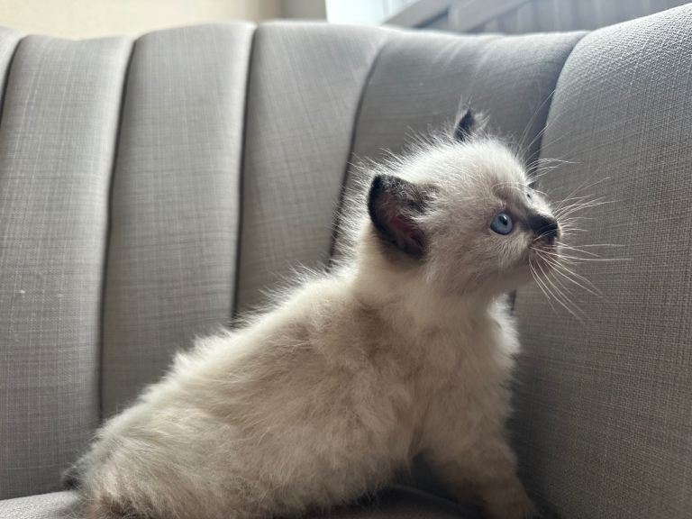 Ragdoll kitten 1 boy left 
