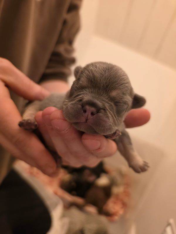 Beautiful frenchie puppies 