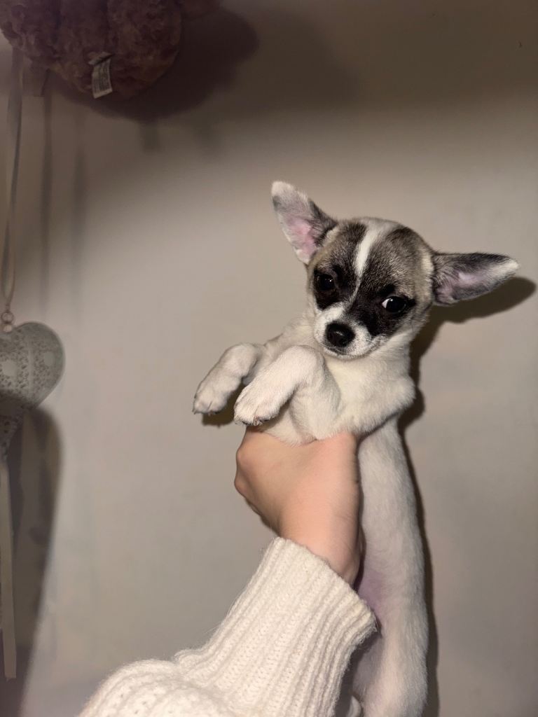 white female pure chihuahua puppy 