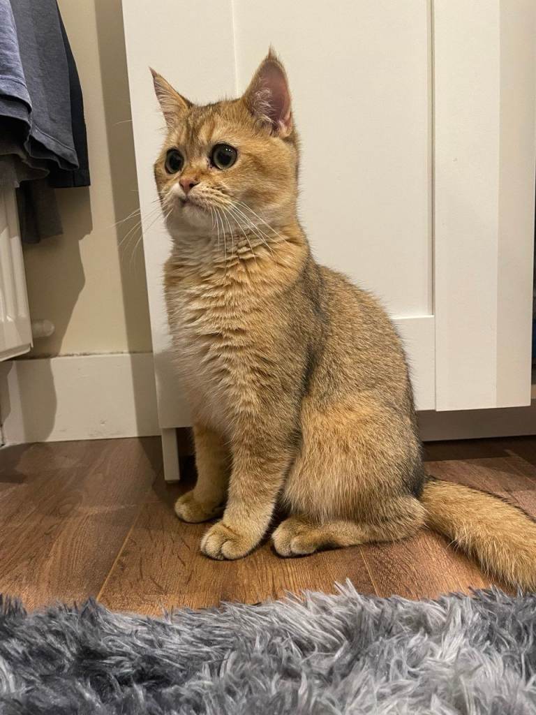 British Shorthair Male (Gold) | Vaccinated & Microchipped | London | £750 | open to offers