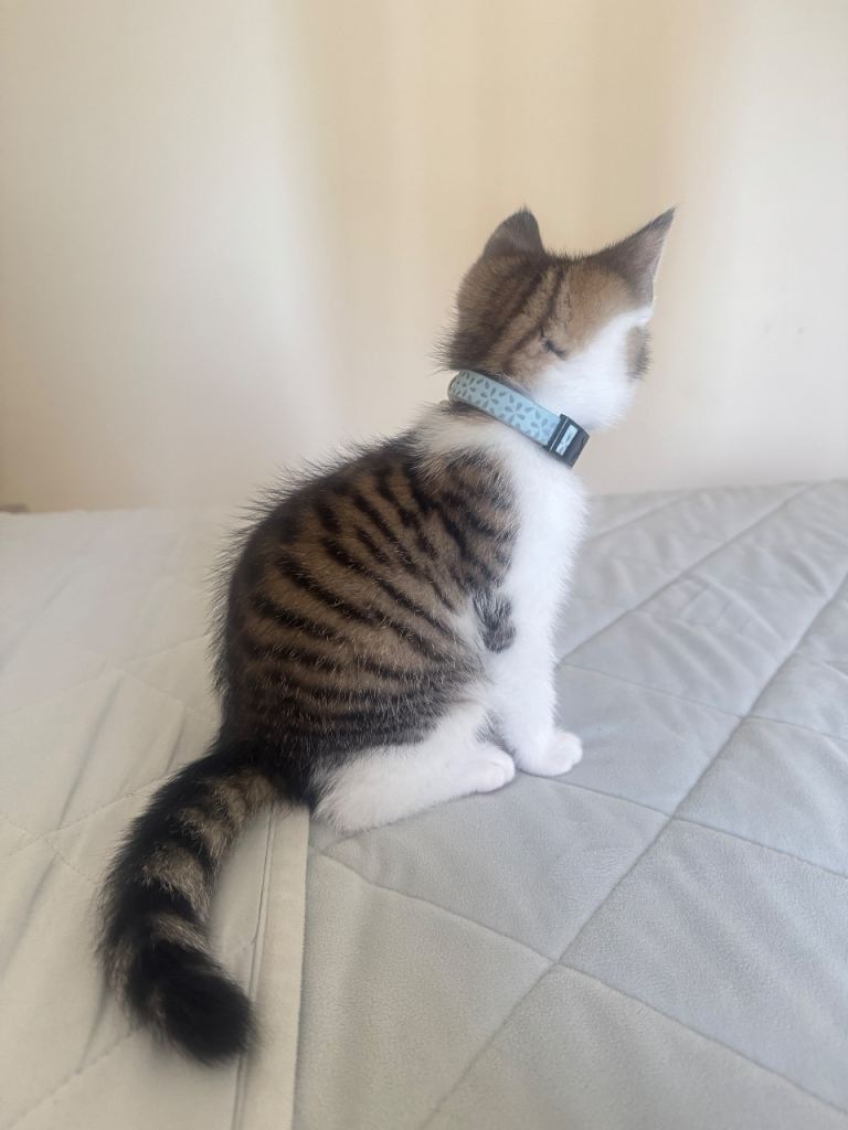 Kitten