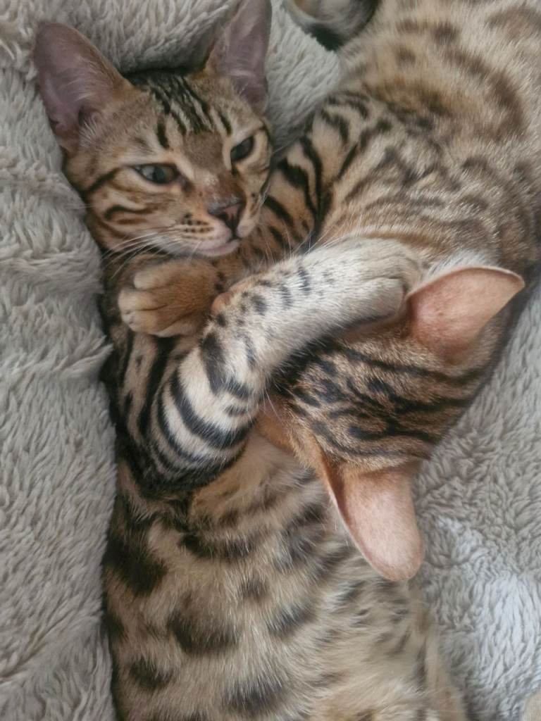 Beautiful Bengal kitten twins 6 months old