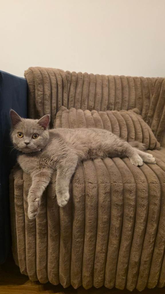 Short British Hair kitten