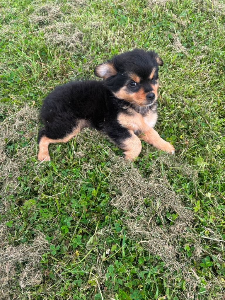 Pomeranian pup