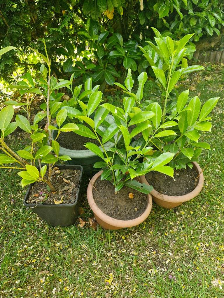 5 x Laurel Hedging Plants