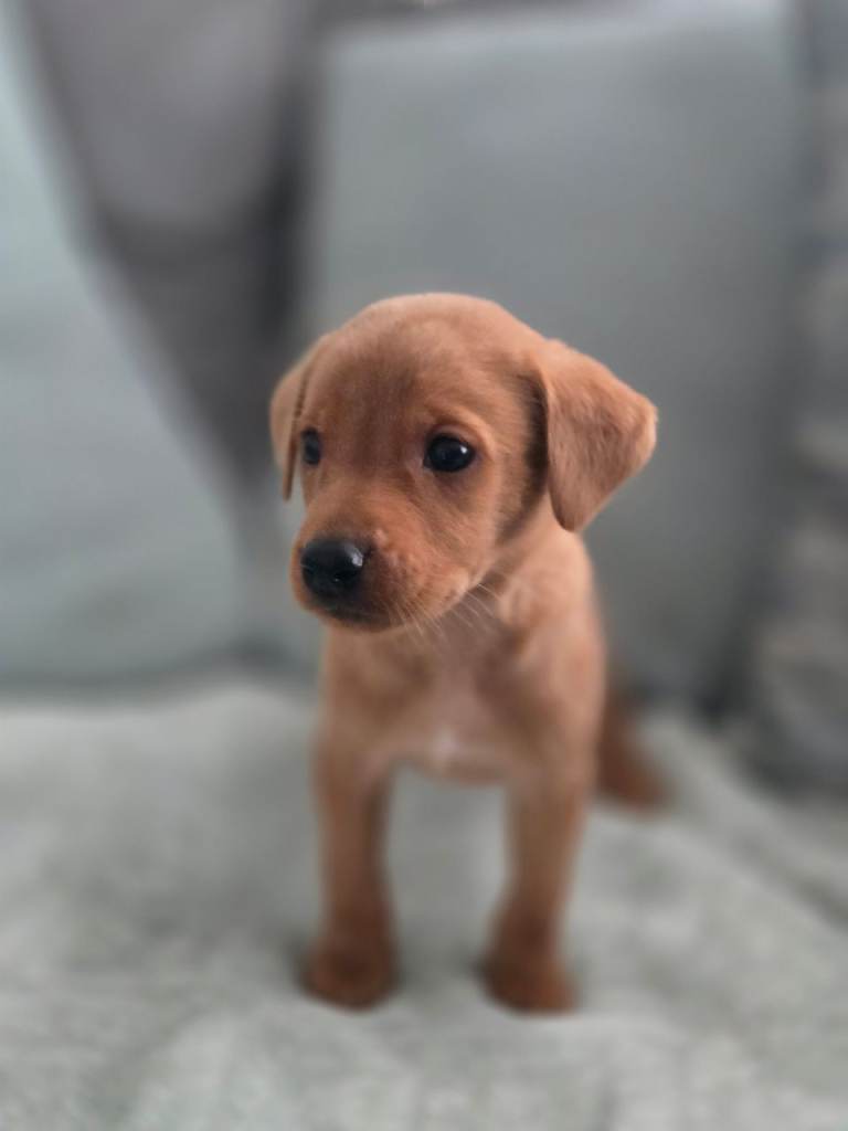 Fox Red labrador puppies 
