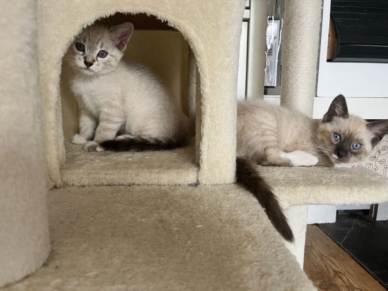 2 Stunning Blue-Eyed Fluffy Kittens – Snowshoe x Ragdoll Cross – Ready July