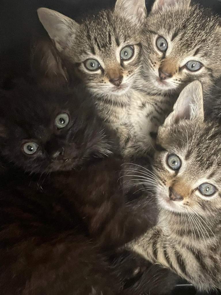 Kittens For Sale