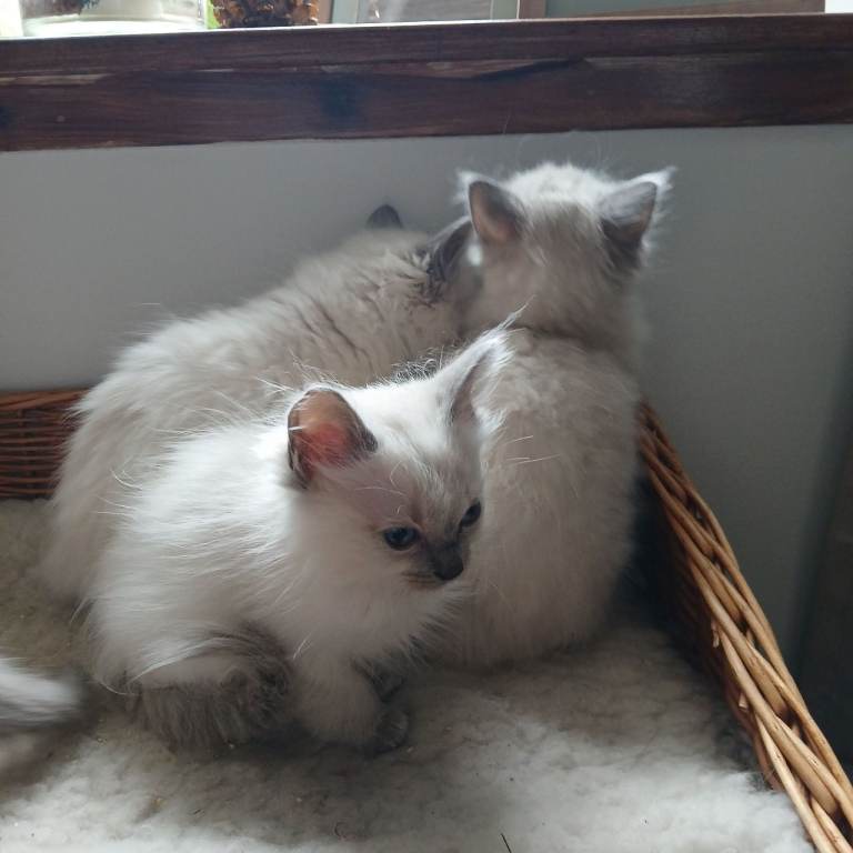 Blue point Ragdoll kittens 