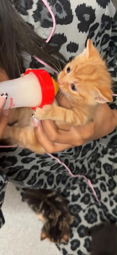 5 tabby/calico kittens 