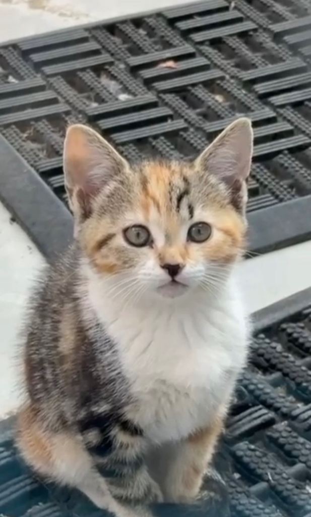 Cute Kittens looking for new home