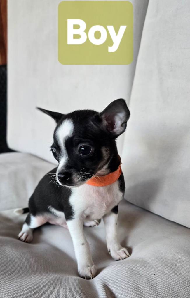 Energetic 7 puppies are  looking for new Home.